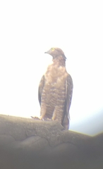 Pernis ptilorhynchus torquatus