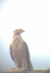 Pernis ptilorhynchus torquatus