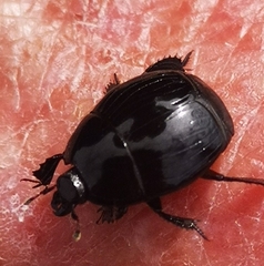 Margarinotus