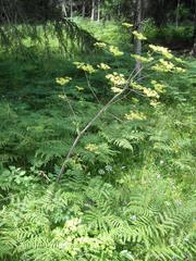 Peucedanum verticillare