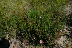 Elegia squamosa