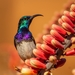 White-breasted Sunbird - Photo (c) Callum Evans, some rights reserved (CC BY-NC), uploaded by Callum Evans