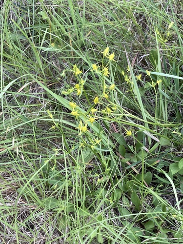 Mt. Graham Spurred-Gentian (Halenia rothrockii)