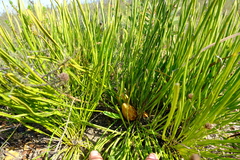 Protea restionifolia