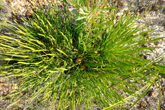 Protea restionifolia