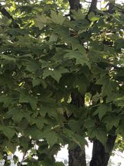 Acer rubrum