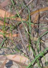 Scionecra