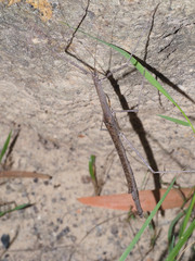 Scionecra
