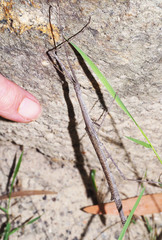Scionecra