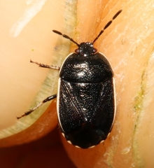 Canthophorus maculipes