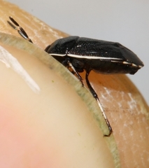 Canthophorus maculipes