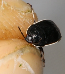 Canthophorus maculipes