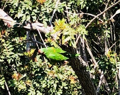 Psittacara erythrogenys