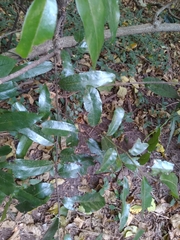 Monanthotaxis caffra