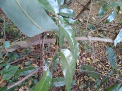 Monanthotaxis caffra