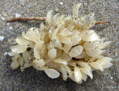 Cominella adspersa