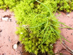 Didymodon torquatus