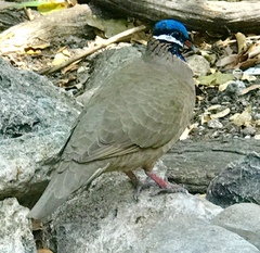 Starnoenas cyanocephala