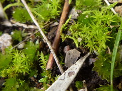 Didymodon torquatus