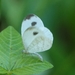Wood Whites - Photo (c) Soh Kam Yung, some rights reserved (CC BY-NC), uploaded by Soh Kam Yung
