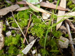Didymodon torquatus