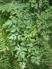 Peucedanum verticillare