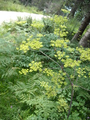 Peucedanum verticillare
