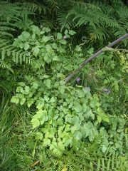 Peucedanum verticillare