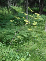 Peucedanum verticillare