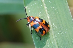 Phyllocharis undulata