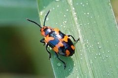 Phyllocharis undulata