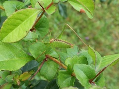 Leptophyes laticauda