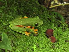 Agalychnis moreletii