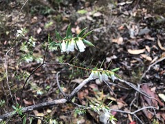 Styphelia biflora