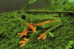 Agalychnis moreletii