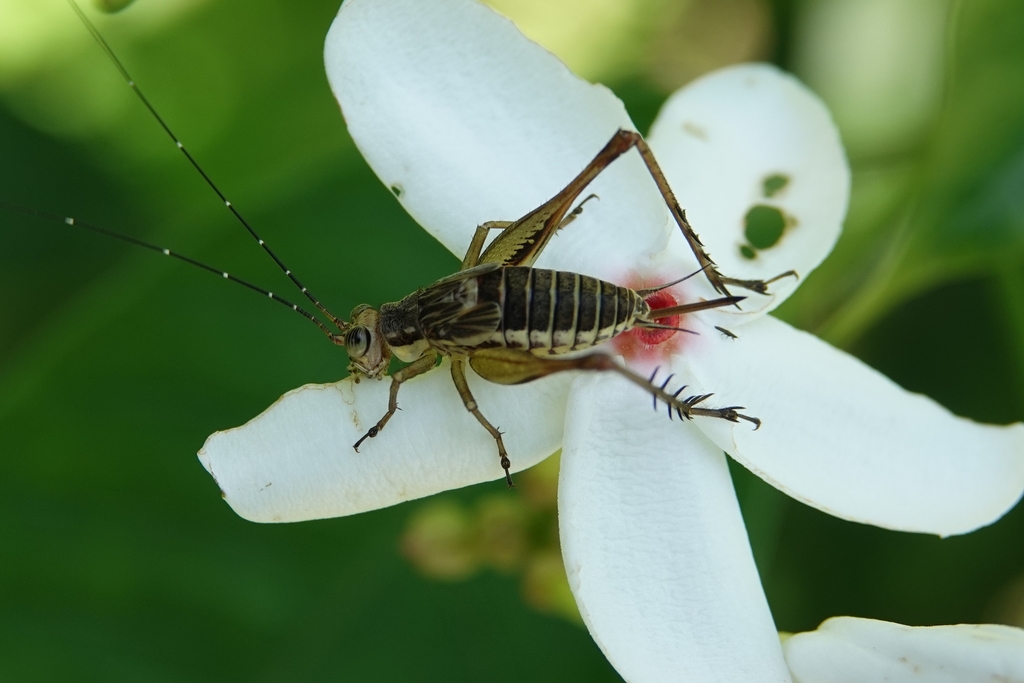 Nisitrus malaya