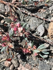 Polygonum shastense