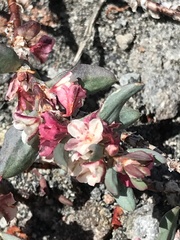 Polygonum shastense
