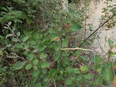 Cotoneaster alaunicus