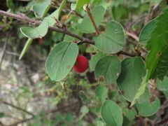 Cotoneaster alaunicus