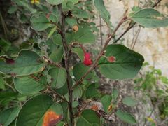 Cotoneaster alaunicus