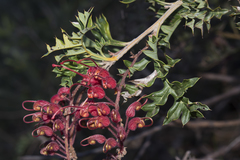 Grevillea bipinnatifida