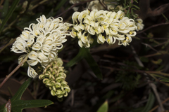 Grevillea synapheae