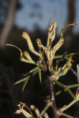 Hakea erinacea