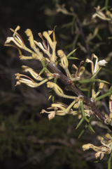 Hakea erinacea