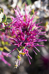 Hakea myrtoides