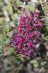 Hakea myrtoides