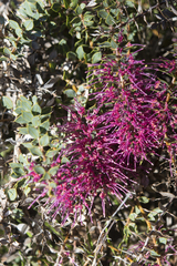 Hakea myrtoides