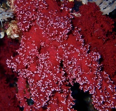 Dendronephthya hemprichi