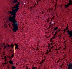 Dendronephthya hemprichi